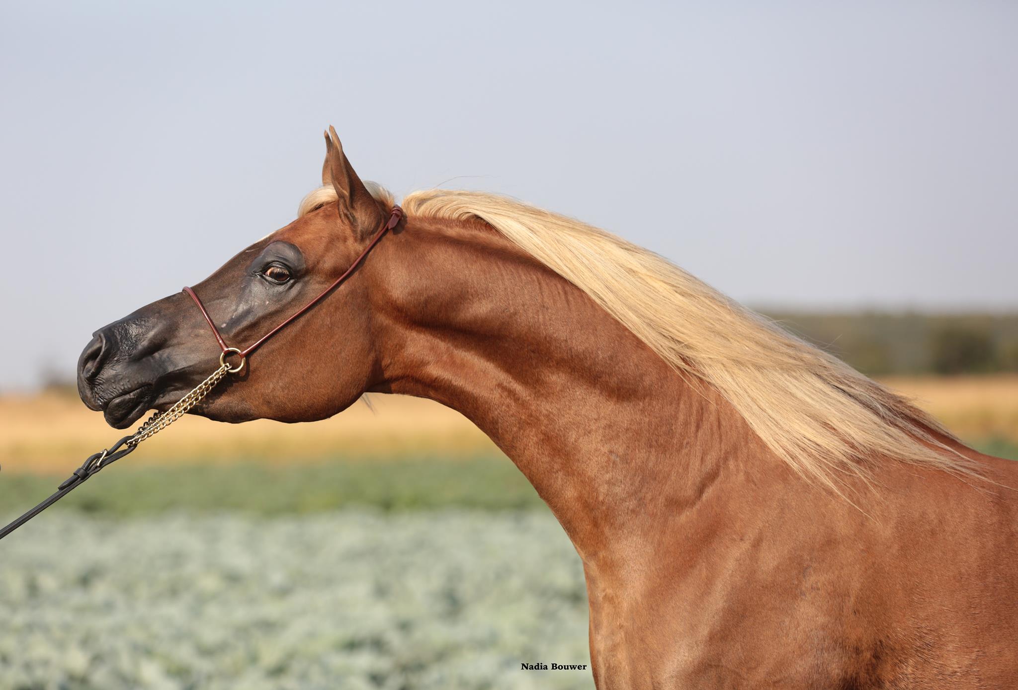 Arabian Horse, FS Huckleberry Finn